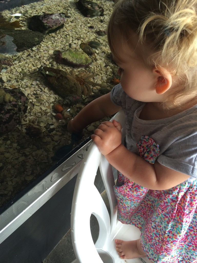 Goat Island Marine Discovery Centre