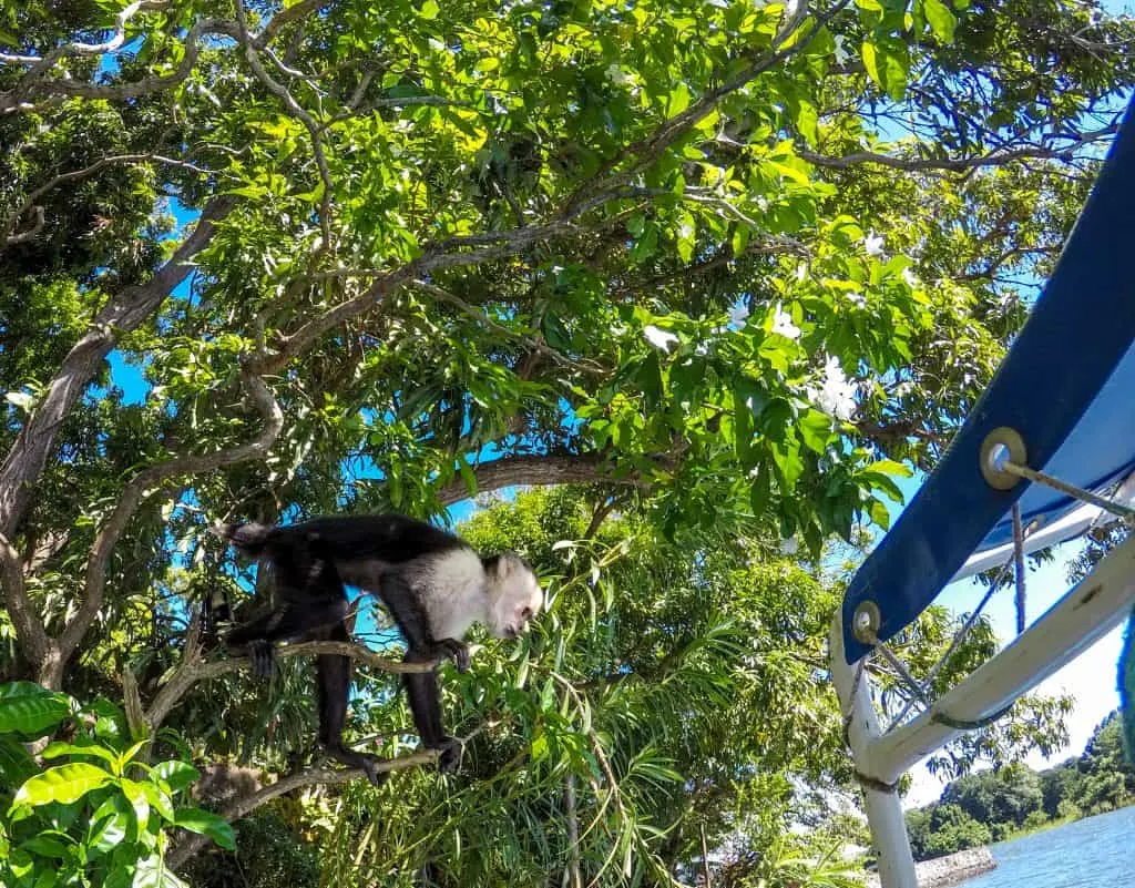 Monkeys at Archipelago Islands, Lake Nicaragua, Granada