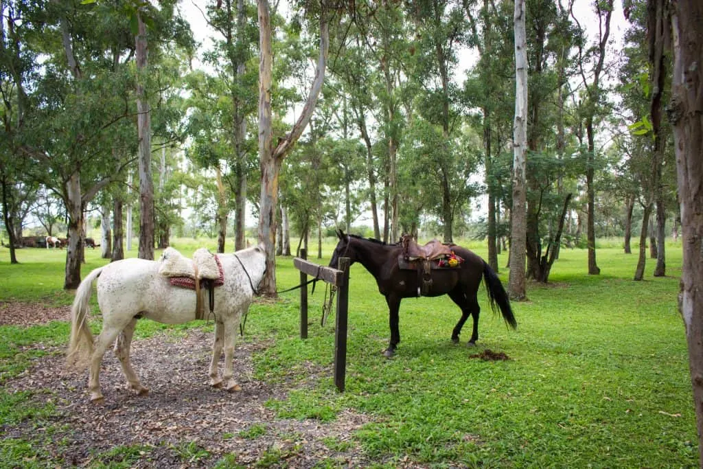 THE BEST HOTEL IN SALTA, ARGENTINA FOR FAMILIES