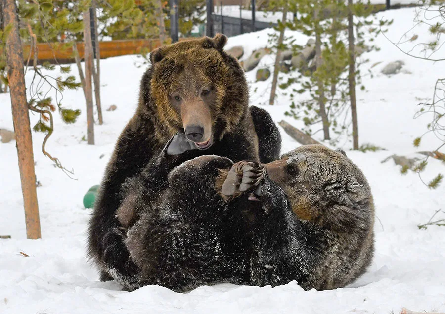 yellowstone national park for kids