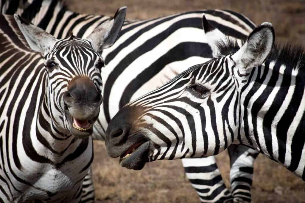 Maasai Mara with kids 