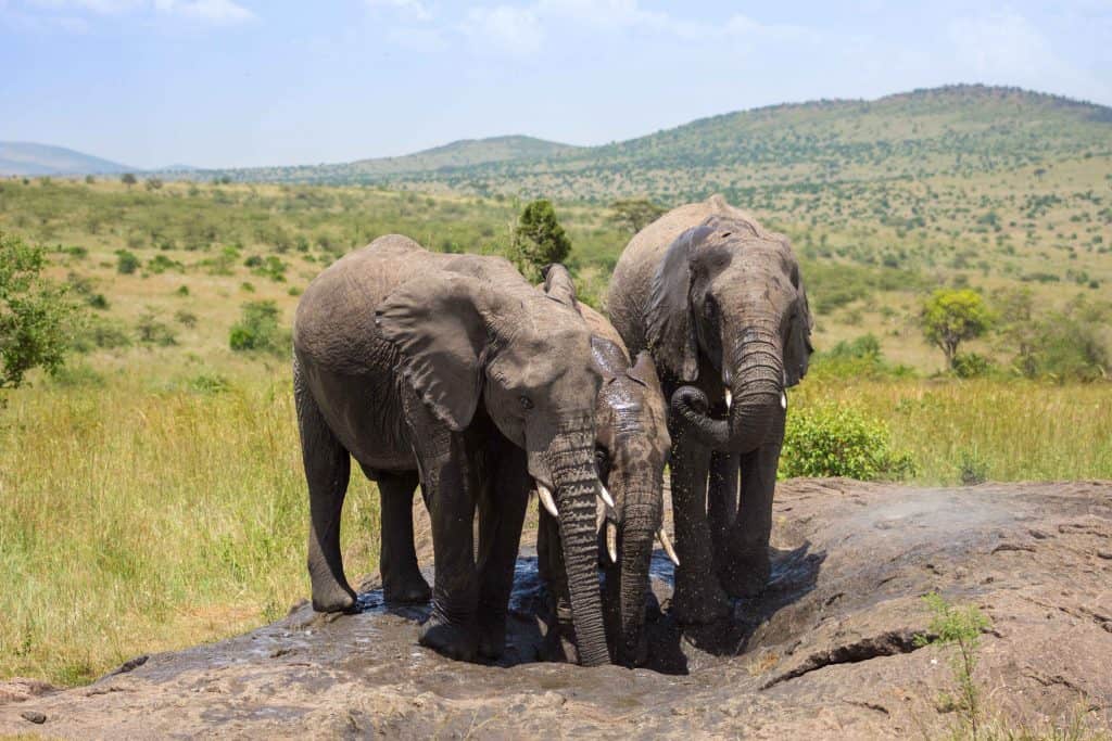 safari with kids 