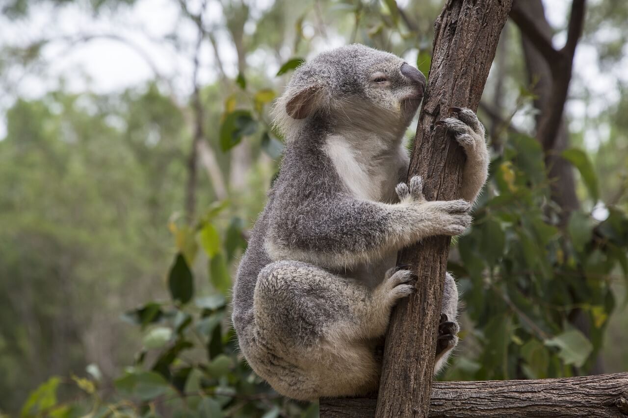 Lone Pine Koala Park - Brisbane with Kids