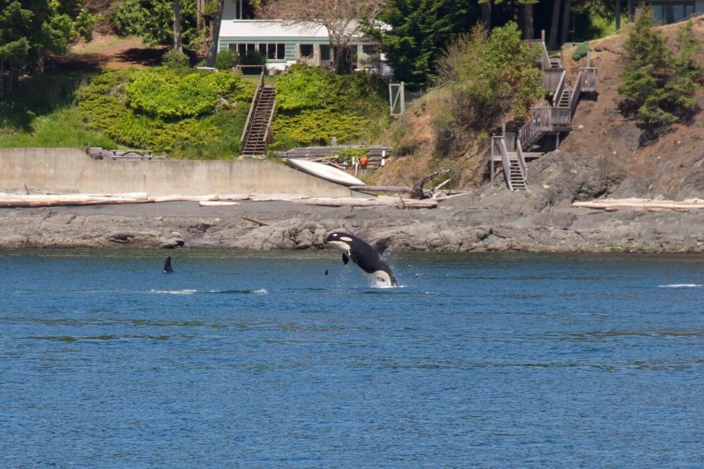 Outdoor Activities Seattle - Whale Watching