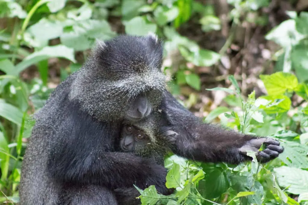 tanzania safari with kids