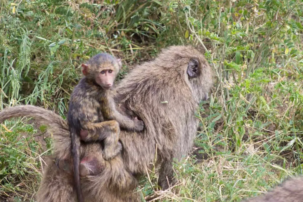 tanzania safari with kids 