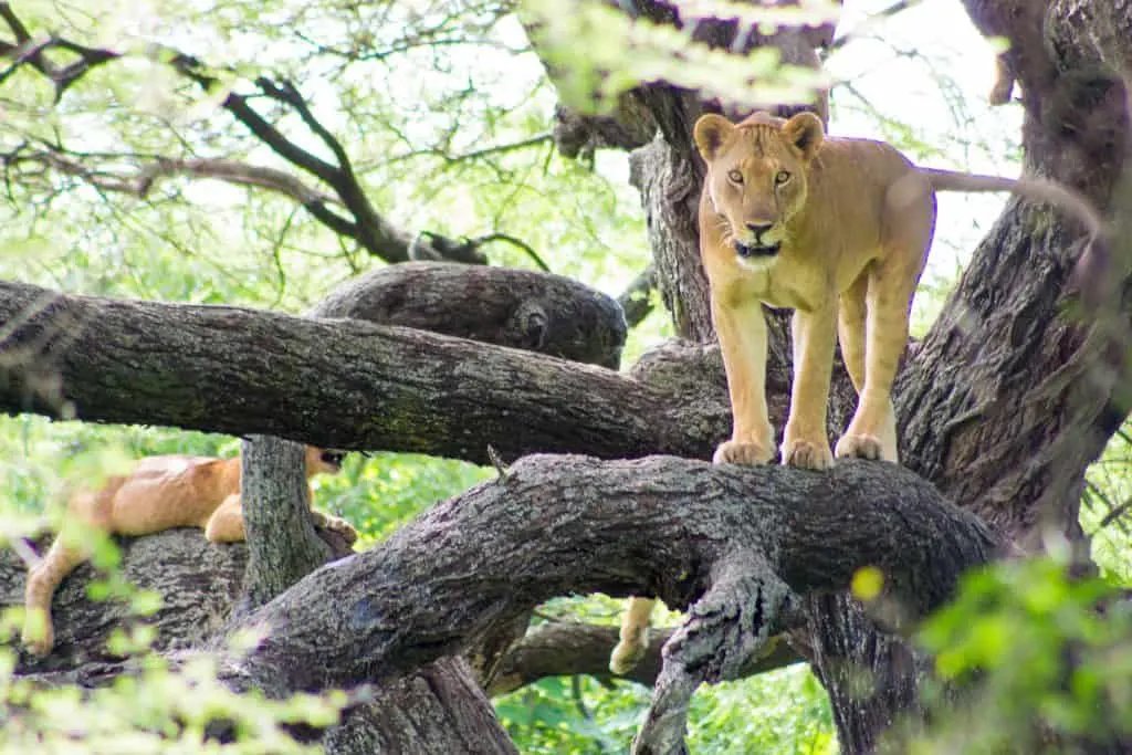 tanzania safari with kids