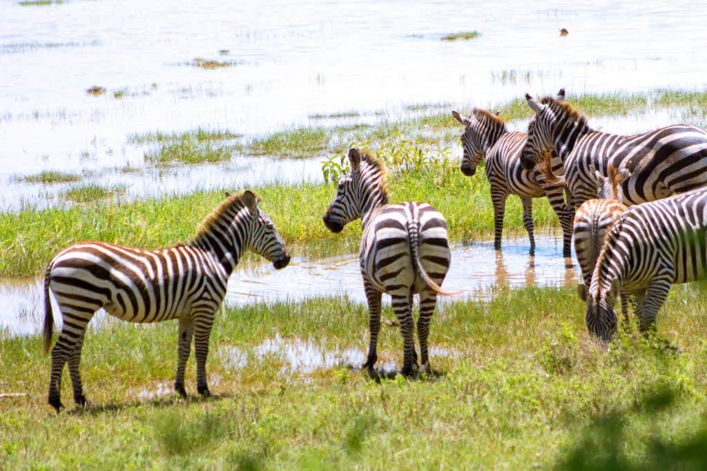 Tanzania safari with kids 