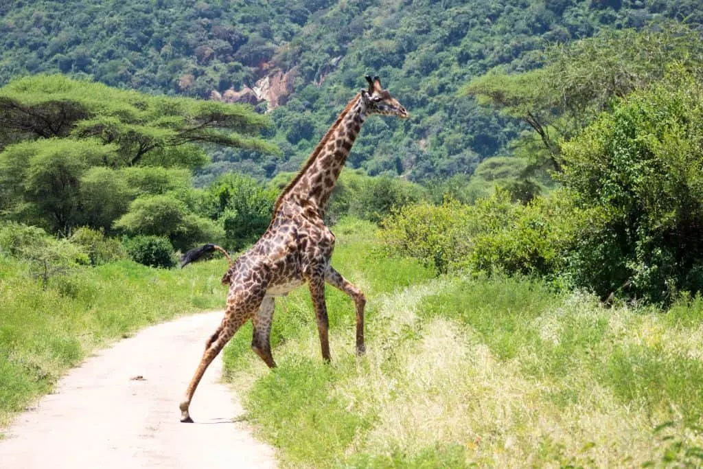 Tanzania safari with kids 