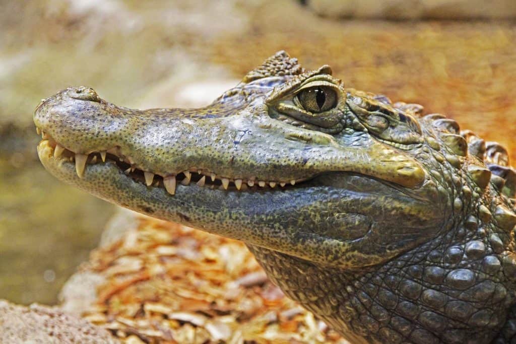 activities for kids miami - visit the everglades with kids
