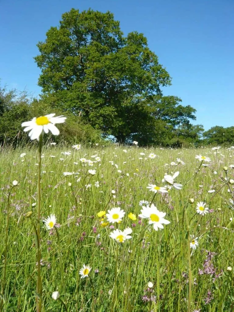 Rushy Meadows Glamping Camping Oxford Canopy & Stars