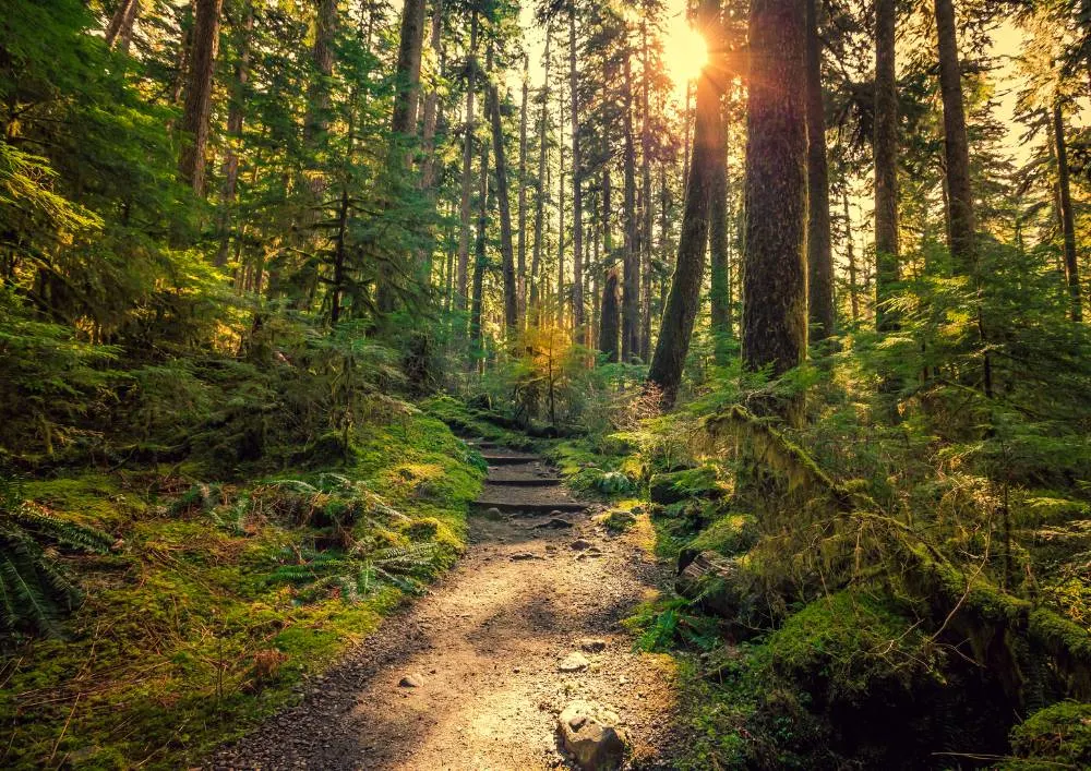 best family hikes in olympic national park