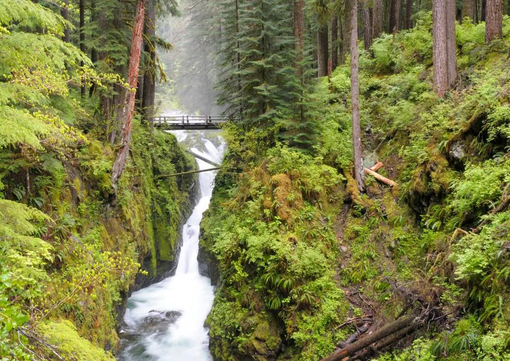 olympic national park family hikes