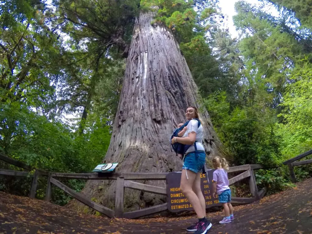 Best Things to Do in Redwood National Park with Kids