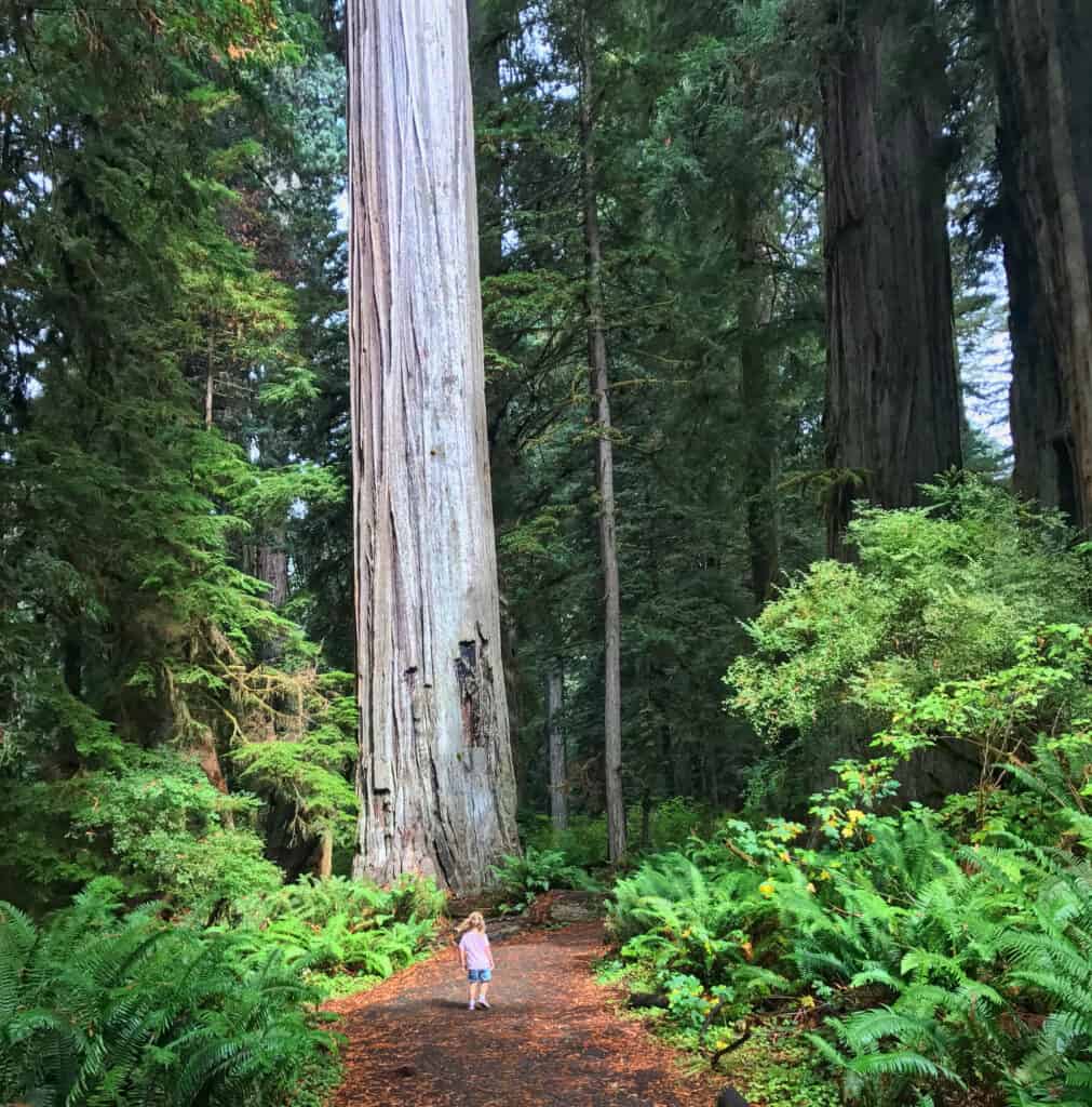 are dogs allowed in redwood national park