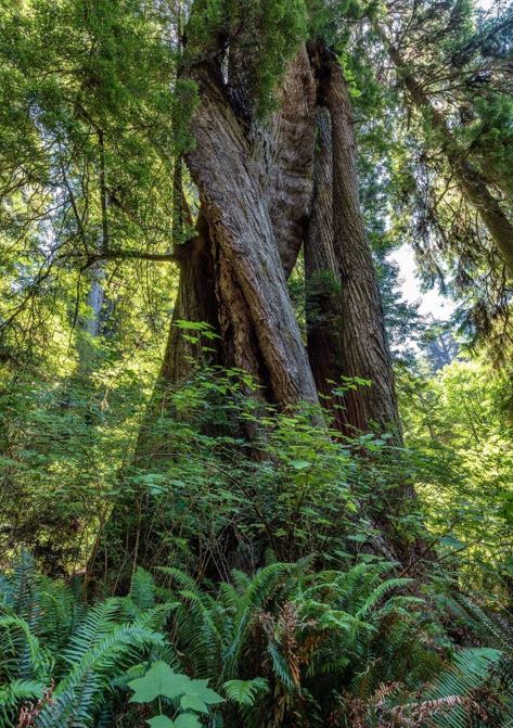 redwood national park for kids
