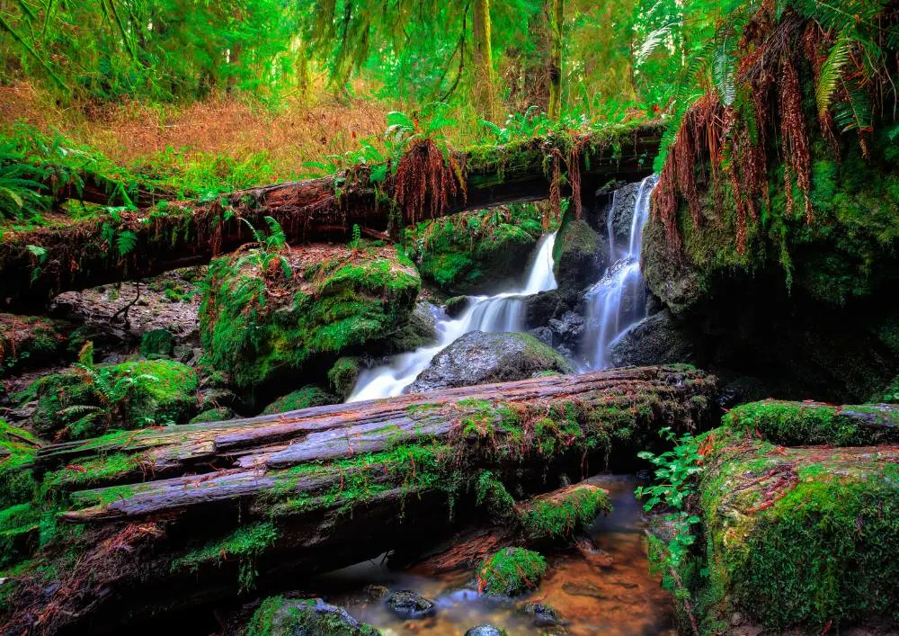 redwood forest with kids