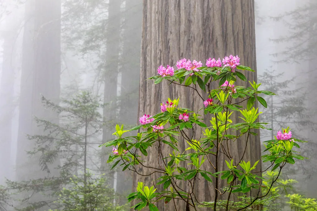 california state parks