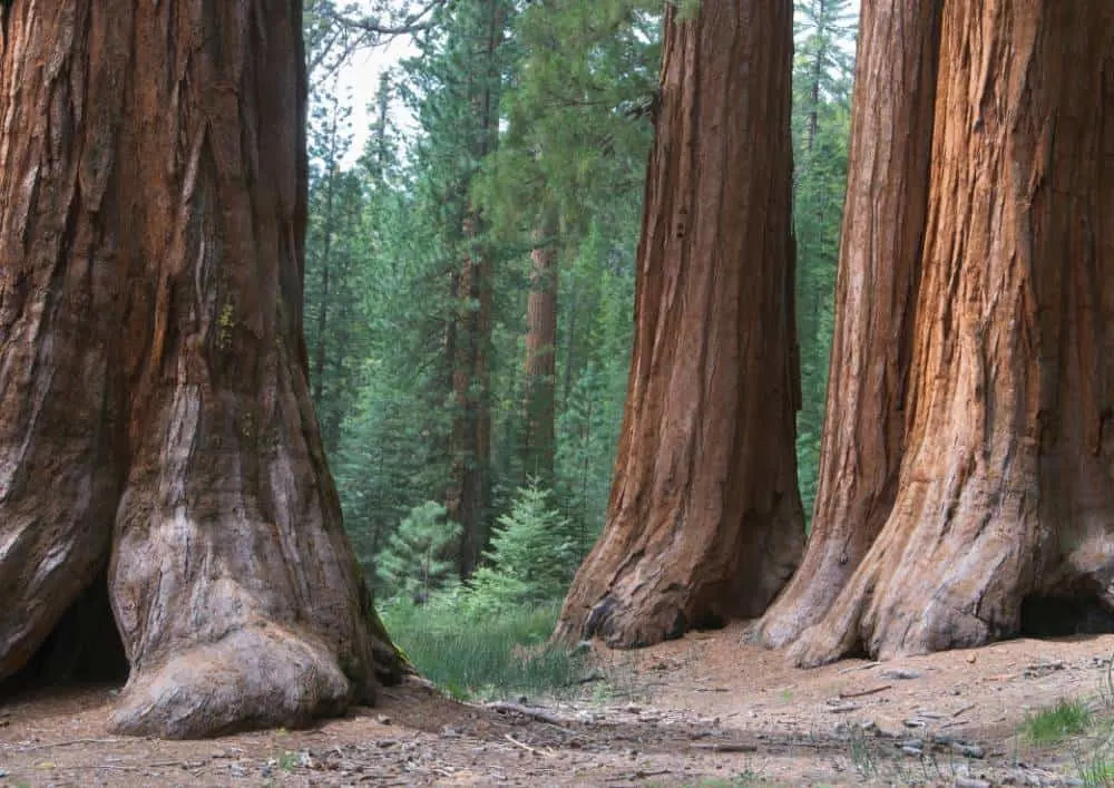 facts about redwood trees for kids