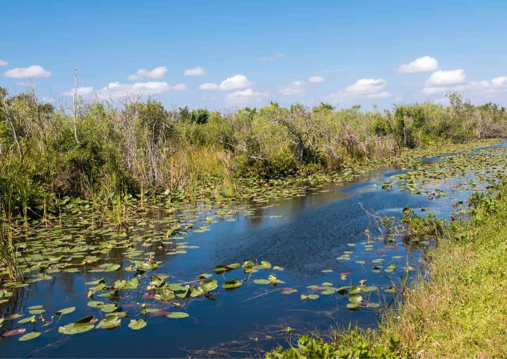 Everglades Things to do with Kids