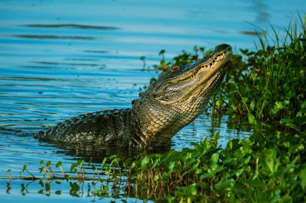 everglades animals for kids