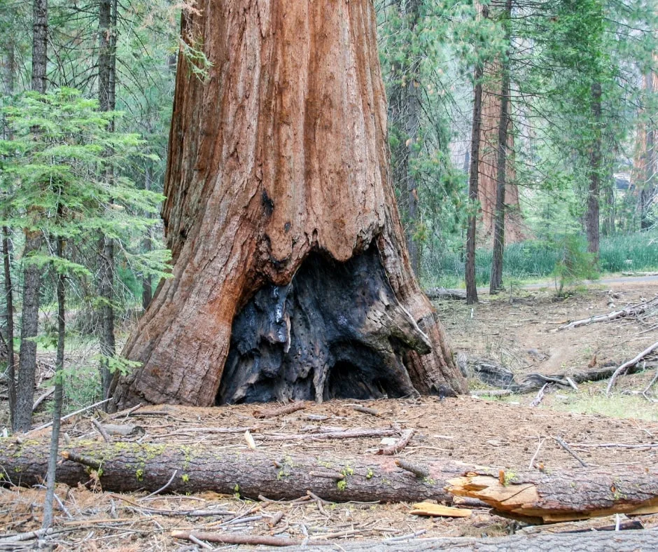 what to see Yosemite in one day