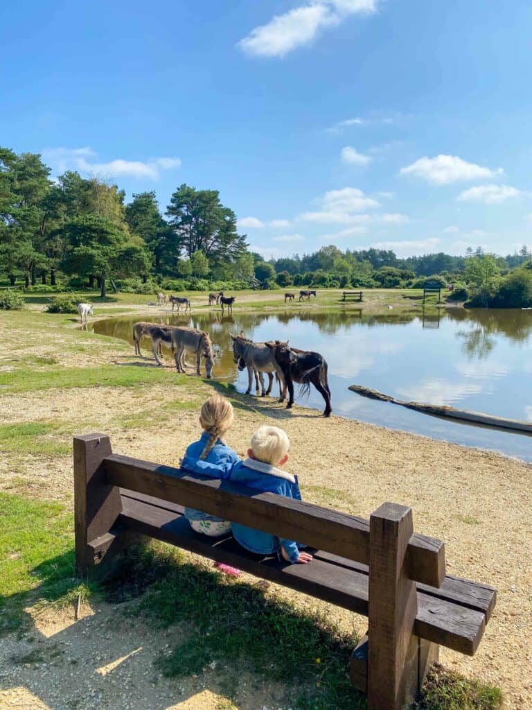 The Best Things To Do In New Forest For Kids
