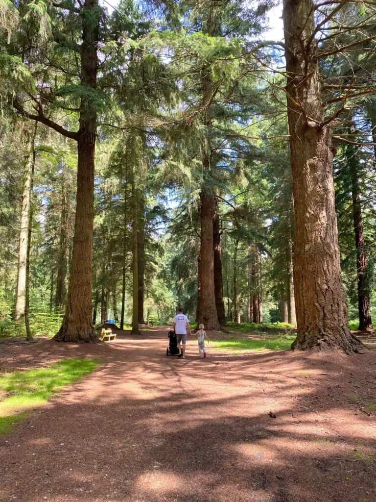 new forest with children 