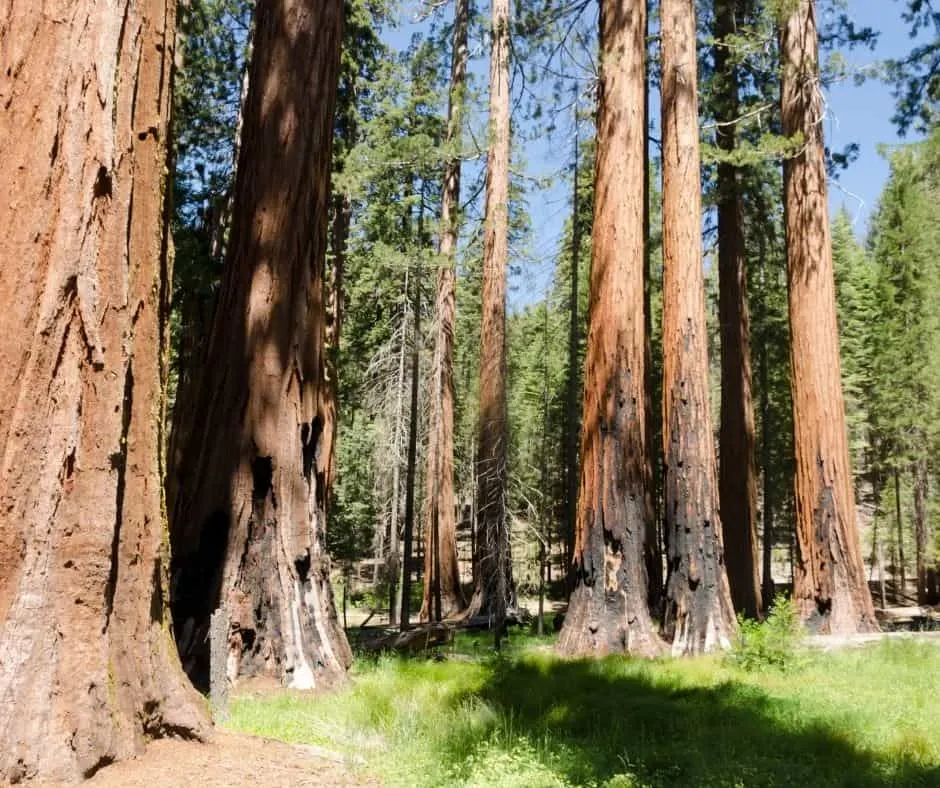 yosemite july 4