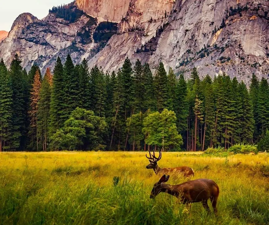 weather in yosemite national park in july