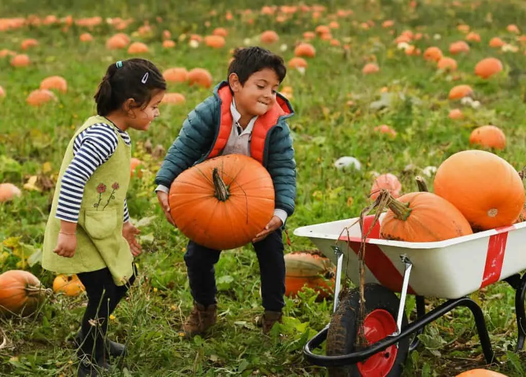 pumpkin picking near London