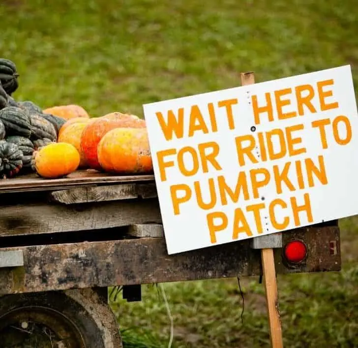 pumpkin farms in florida