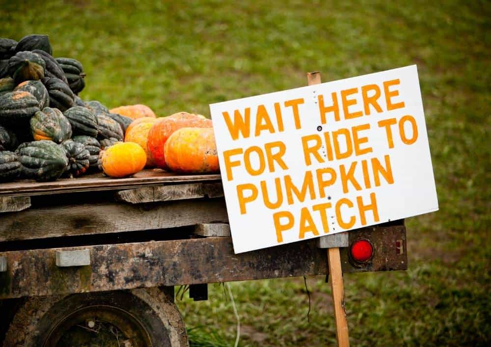 Pumpkin Farms In Florida