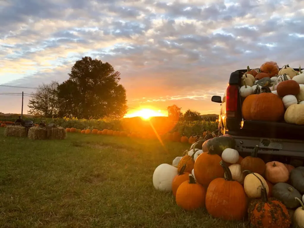 best pumpkin patch Maryland