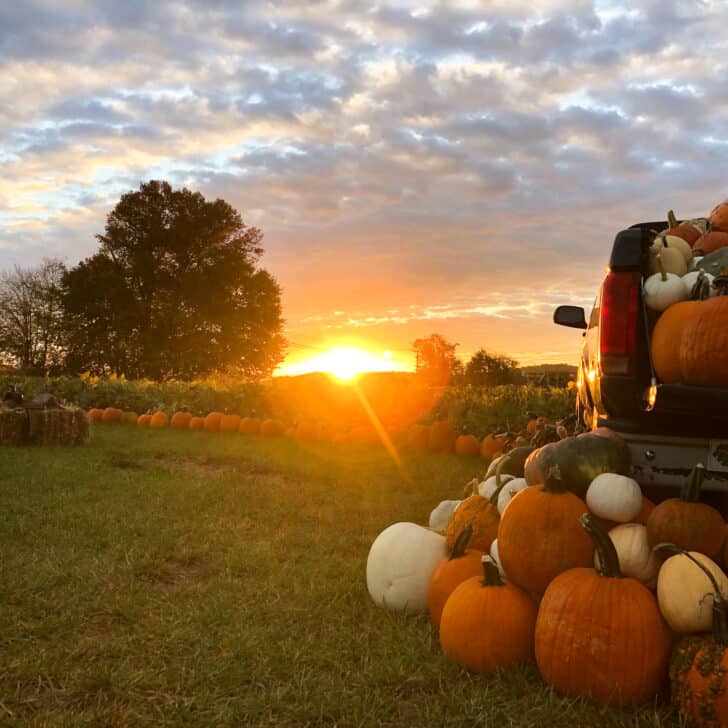 best pumpkin patch Maryland