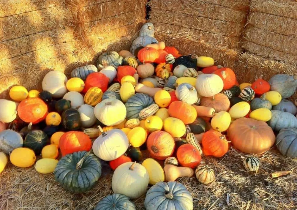 pumpkin picking south florida