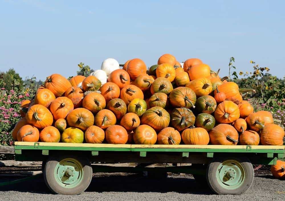 Pumpkin farms in Oregon