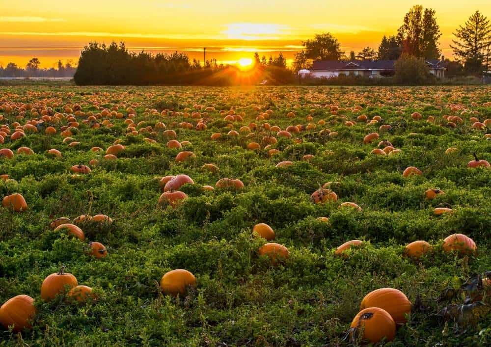 pumpkin farms in oregon