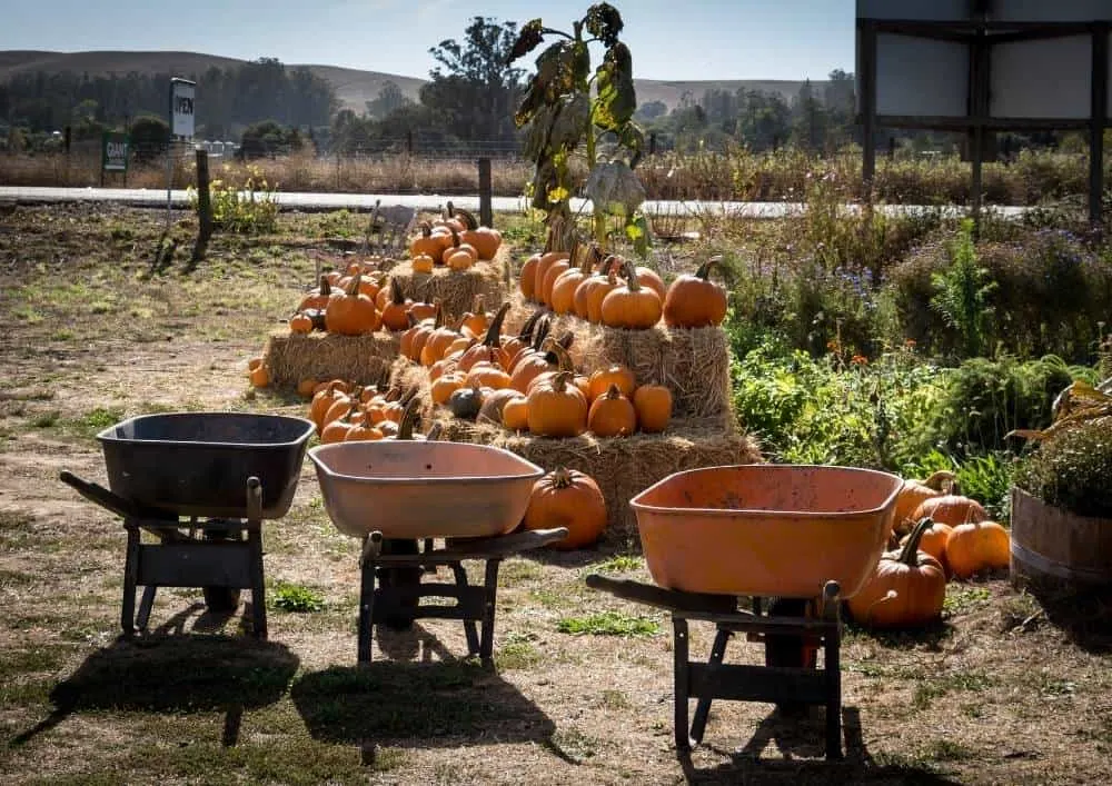 Pumpkin farms in oregon