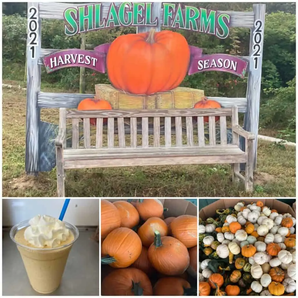 pumpkin farms in maryland 