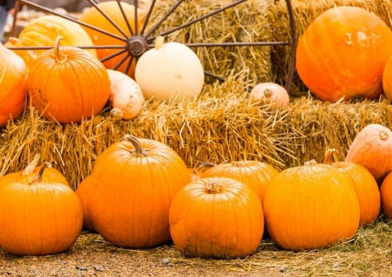 15+ Best Pumpkin Farms In California 2024