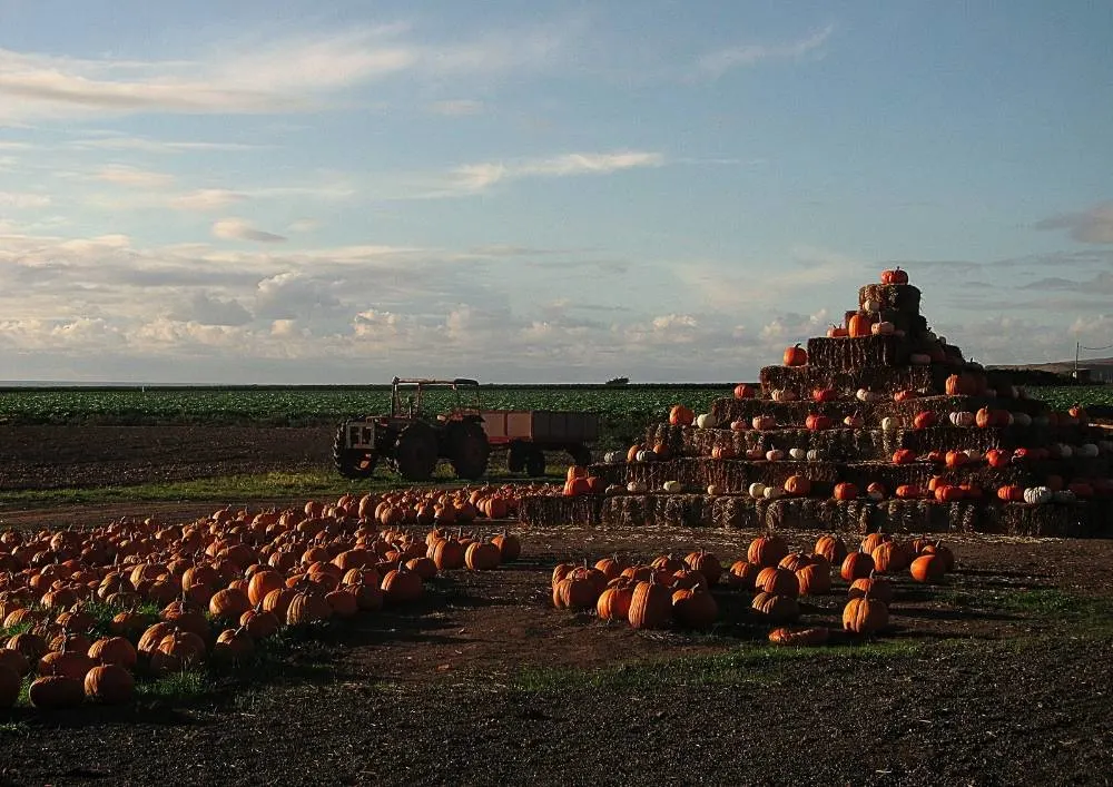 Pumpkin Farms In California