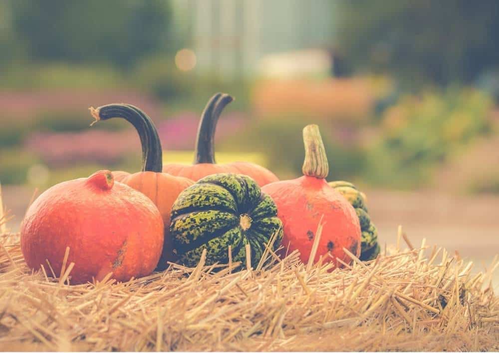 best pumpkin patches in southern california