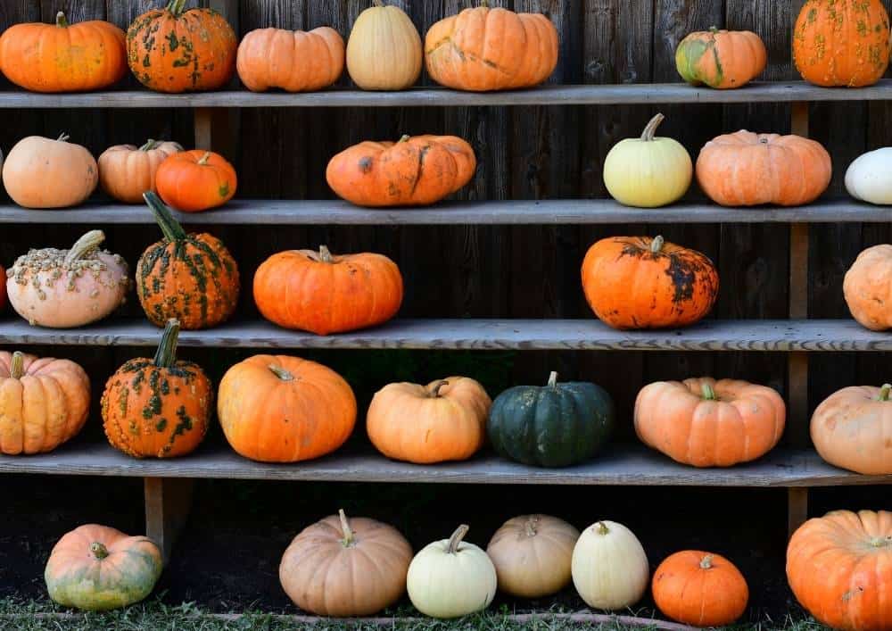 Pumpkin Farms In California