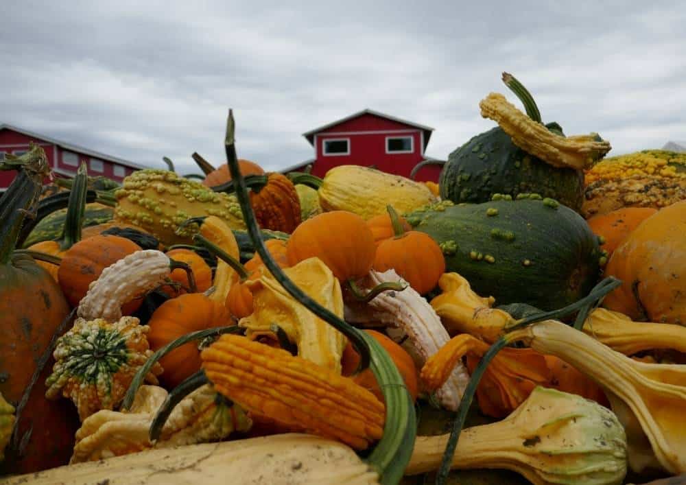 Pumpkin Farms in California