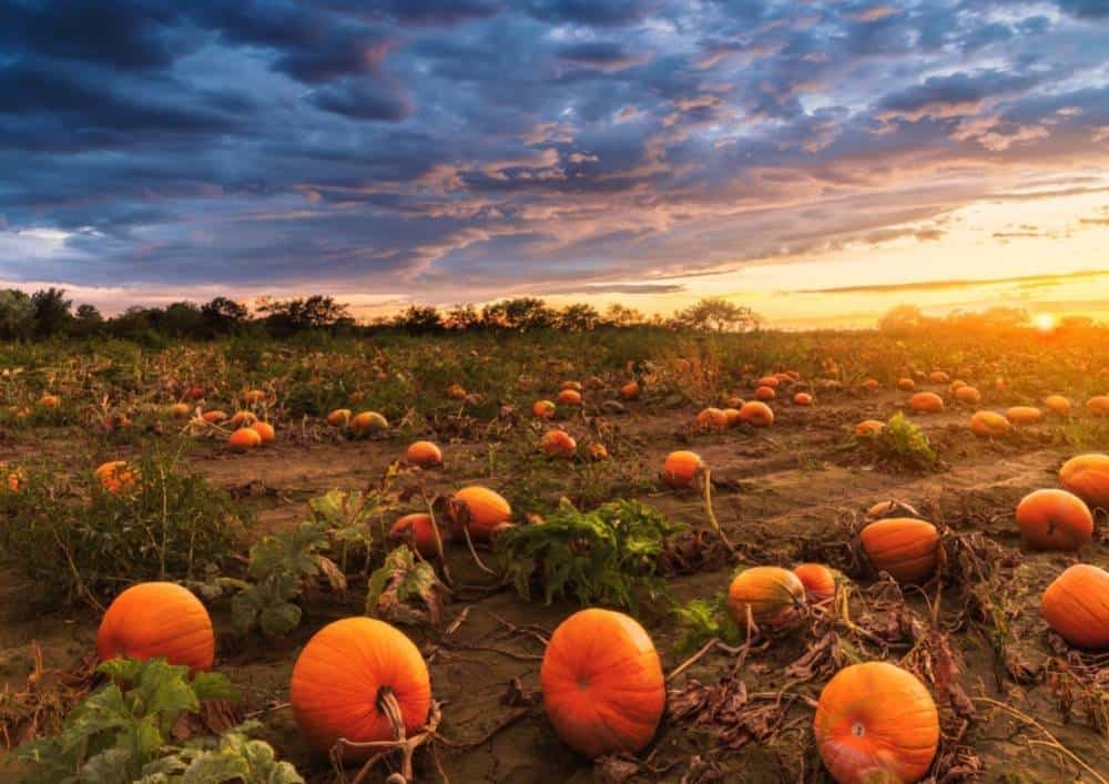 pumpkin farms southern california