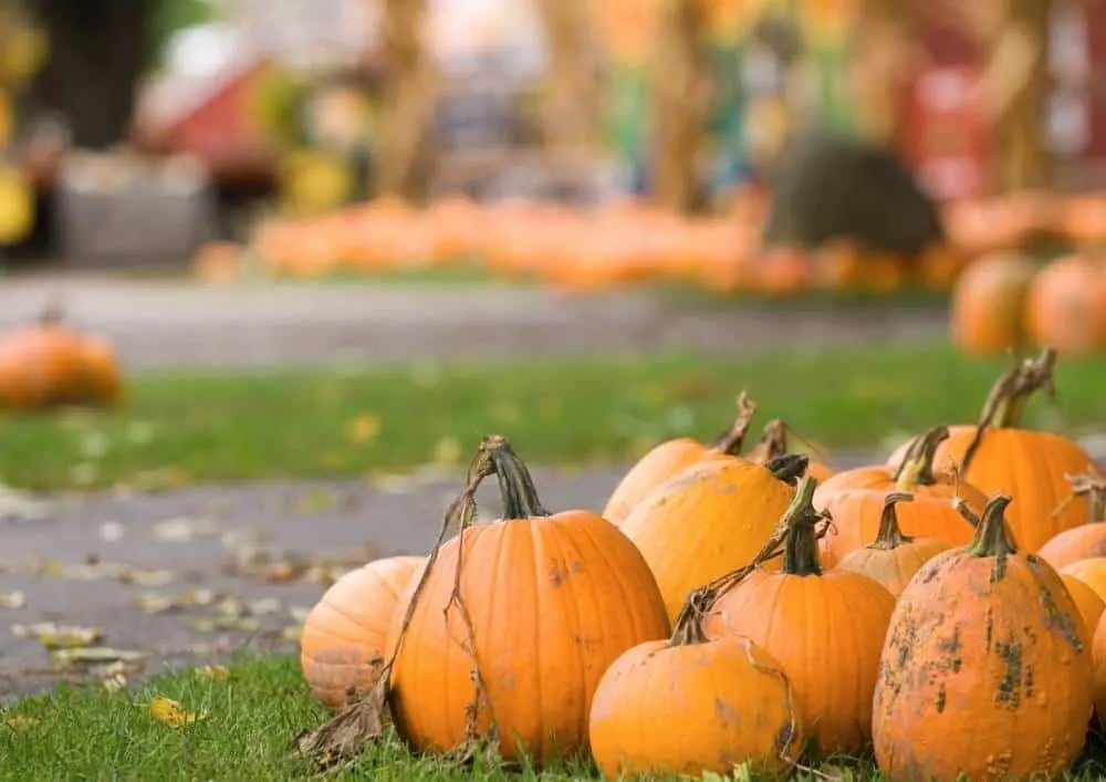 california pumpkin growers
