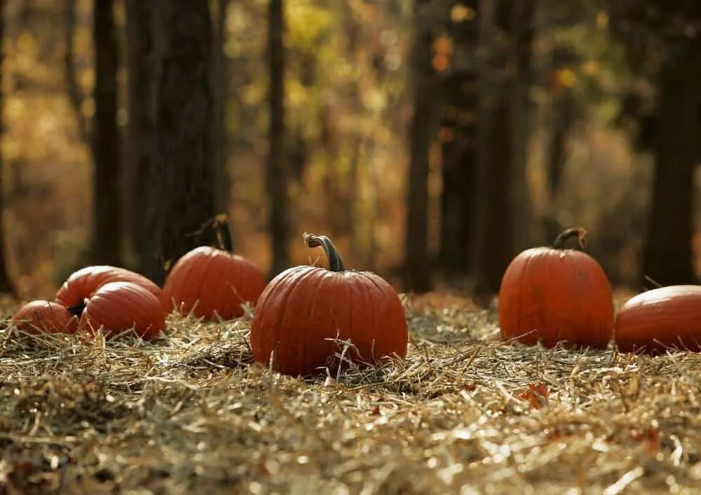 Pumpkin Farms In California