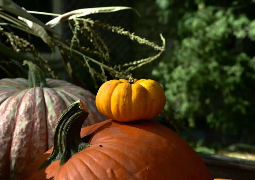 Pumpkin Farms In California