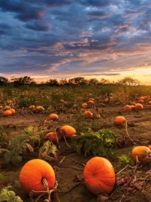 Pumpkin Farms In California